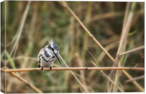 Pied Kingfisher Canvas Print by Belinda Greb