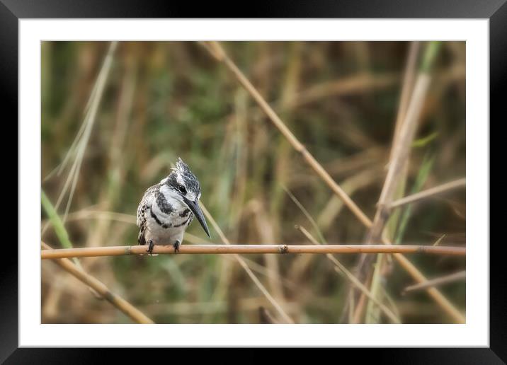 Pied Kingfisher Framed Mounted Print by Belinda Greb