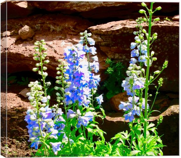 Wildflowers in the rocks Canvas Print by Stephanie Moore