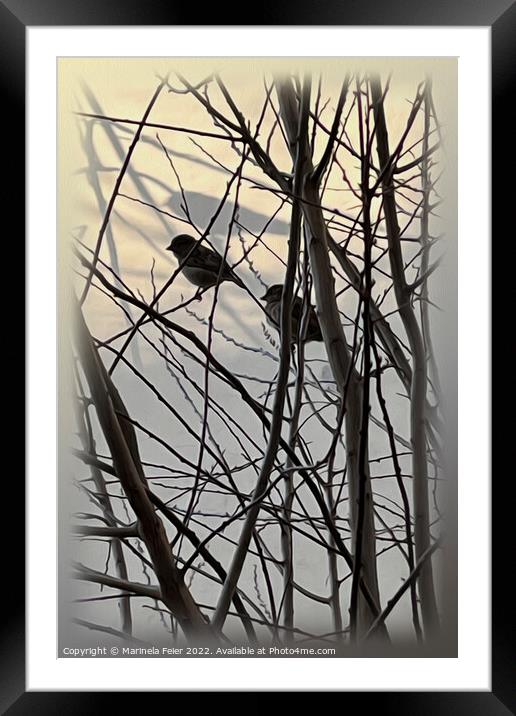 The morning birds Framed Mounted Print by Marinela Feier