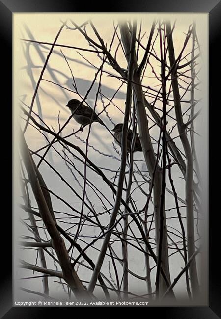 The morning birds Framed Print by Marinela Feier