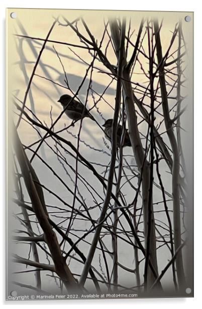 The morning birds Acrylic by Marinela Feier