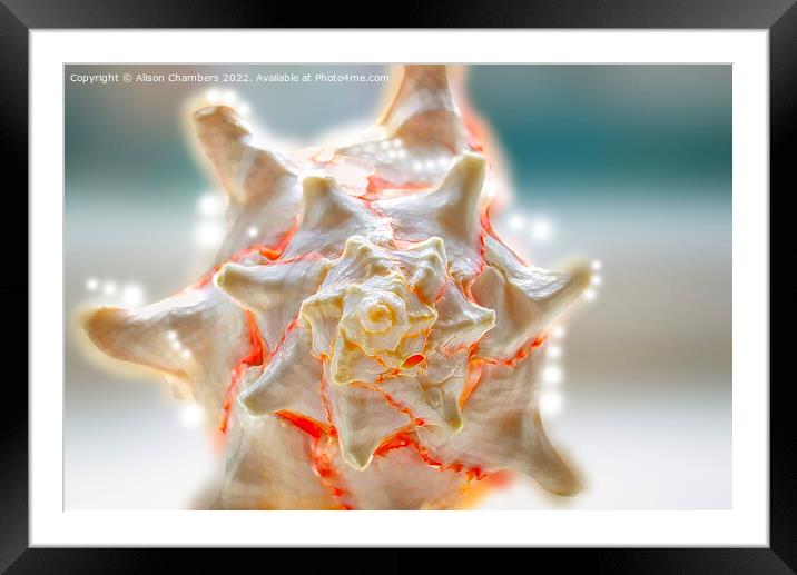 Seashell Fractal Framed Mounted Print by Alison Chambers