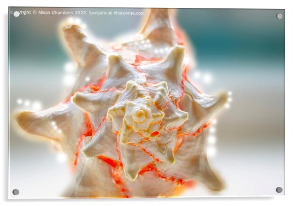 Seashell Fractal Acrylic by Alison Chambers