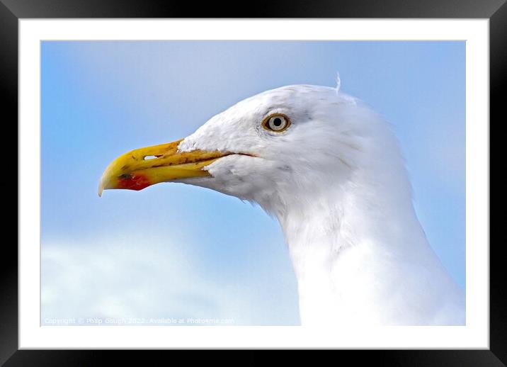 Seagull head shot Framed Mounted Print by Philip Gough