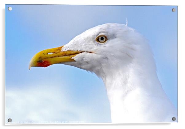 Seagull head shot Acrylic by Philip Gough