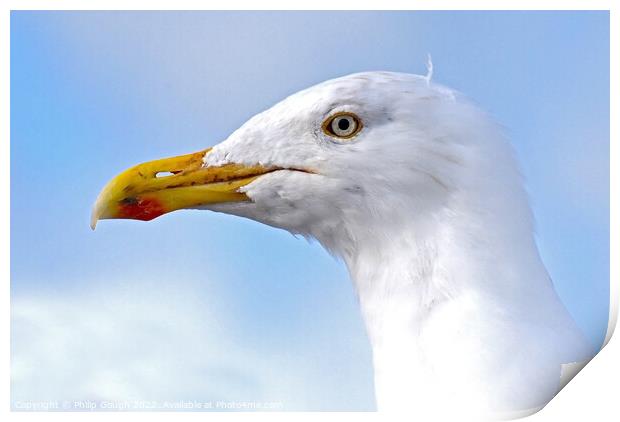 Seagull head shot Print by Philip Gough