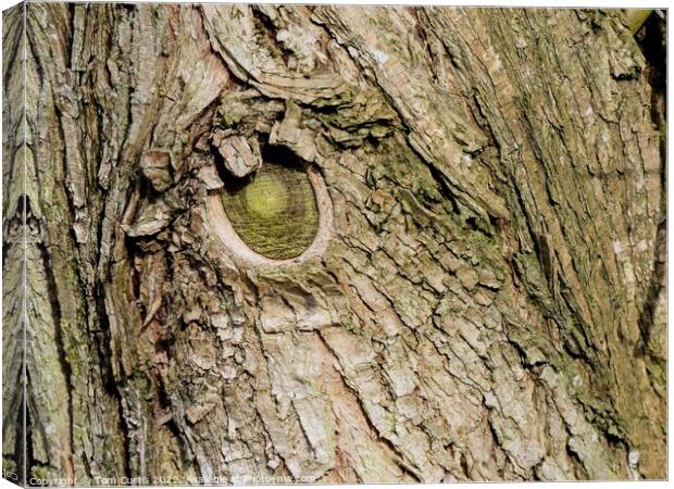 Bark of Tree Canvas Print by Tom Curtis