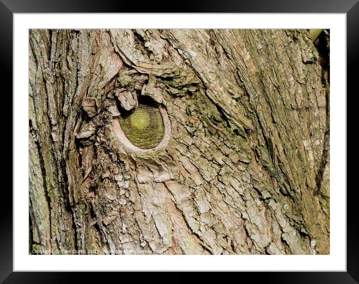 Bark of Tree Framed Mounted Print by Tom Curtis