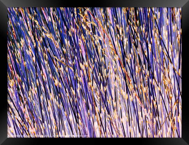 Lavender stick bush textured abstract Framed Print by Errol D'Souza