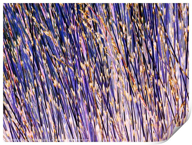 Lavender stick bush textured abstract Print by Errol D'Souza