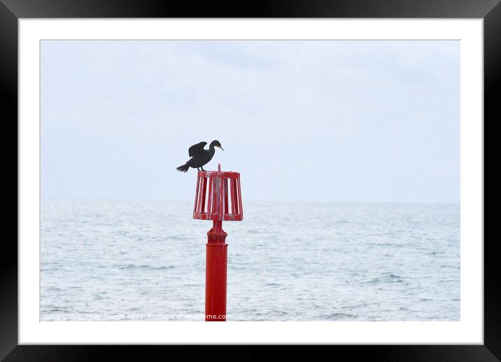 Visiting Bird at West Bay Framed Mounted Print by Philip Gough