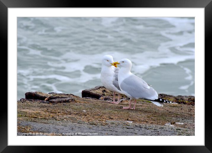 SEAGULL FRIENDS Framed Mounted Print by Philip Gough