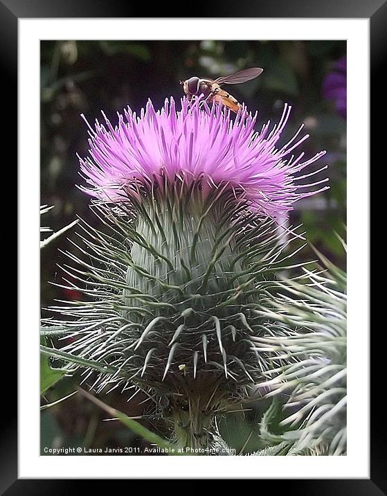 Hoverfly on Thistle Framed Mounted Print by Laura Jarvis