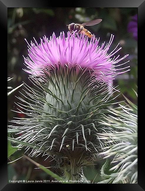Hoverfly on Thistle Framed Print by Laura Jarvis