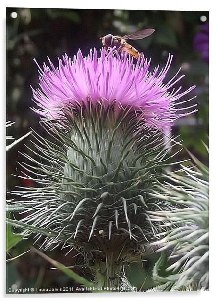 Hoverfly on Thistle Acrylic by Laura Jarvis