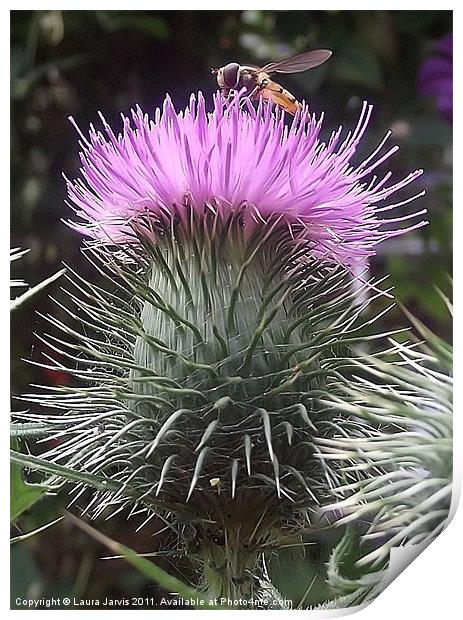 Hoverfly on Thistle Print by Laura Jarvis