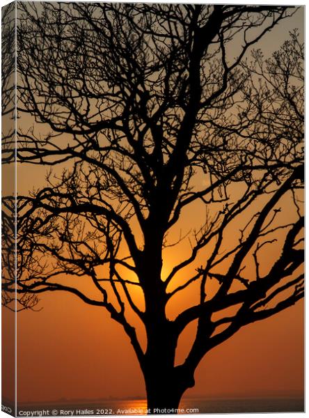 Trees in Silhouette Canvas Print by Rory Hailes