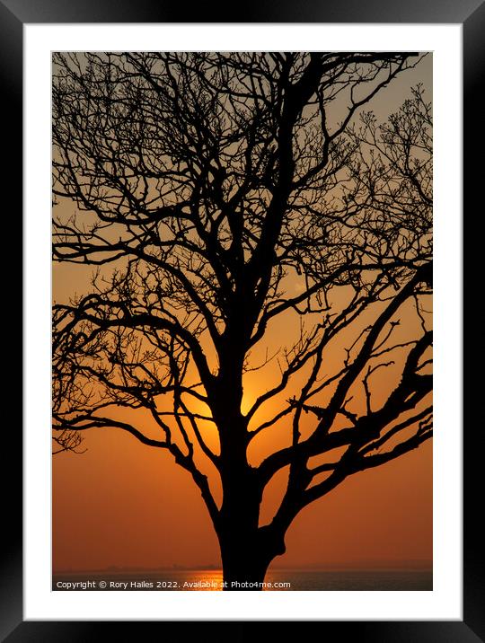 Trees in Silhouette Framed Mounted Print by Rory Hailes