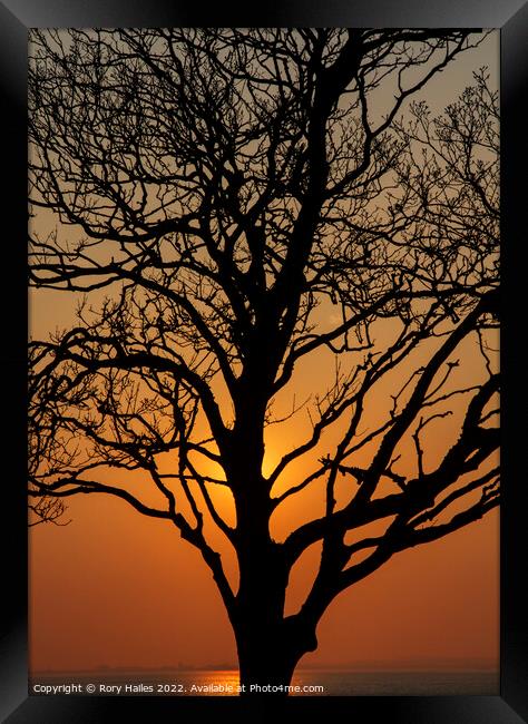Trees in Silhouette Framed Print by Rory Hailes