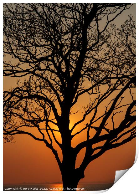 Trees in Silhouette Print by Rory Hailes