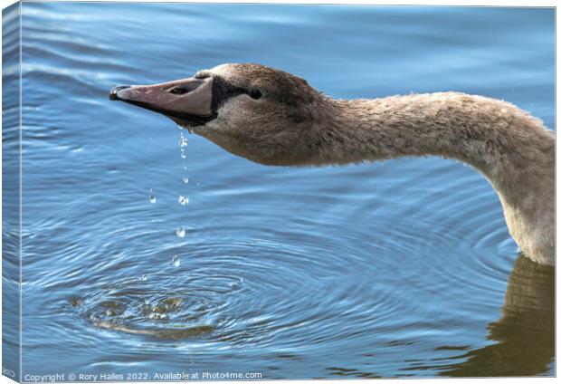 Teenage Gosling having a drink Canvas Print by Rory Hailes