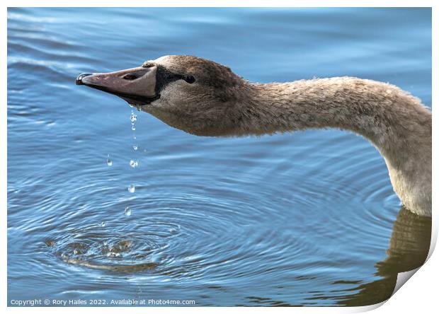 Teenage Gosling having a drink Print by Rory Hailes