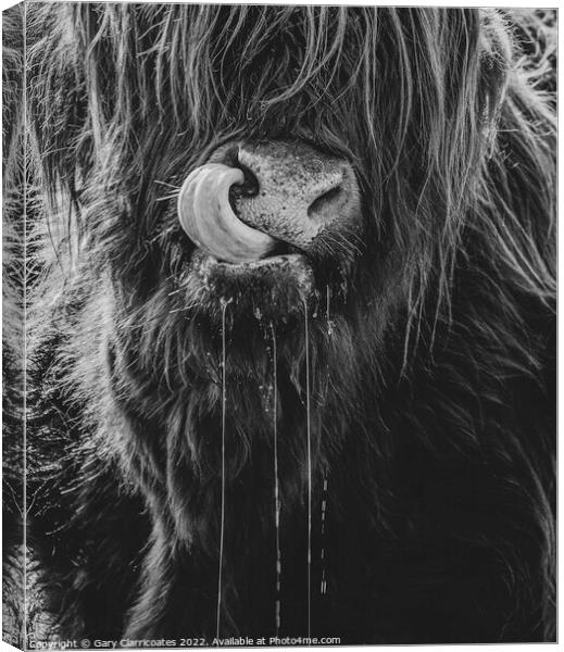 Highland Cow Up Close Canvas Print by Gary Clarricoates