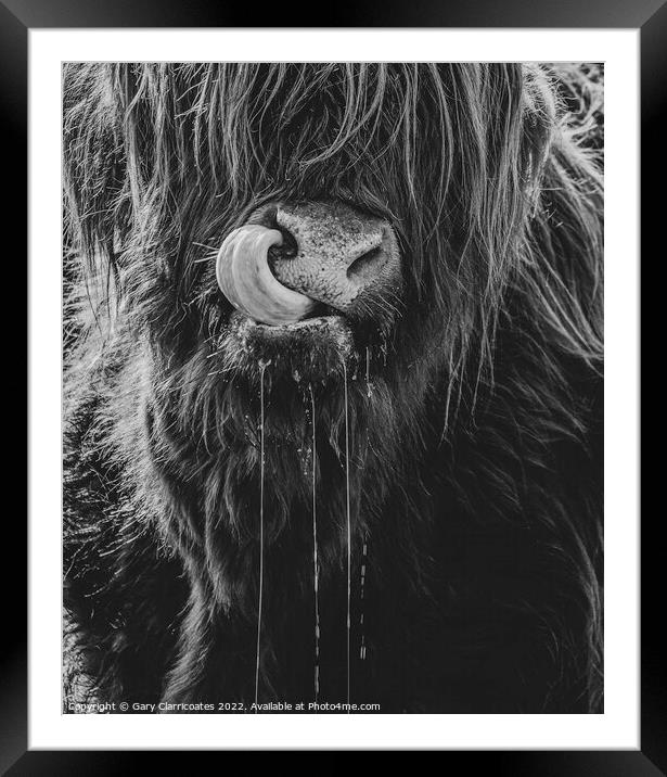 Highland Cow Up Close Framed Mounted Print by Gary Clarricoates