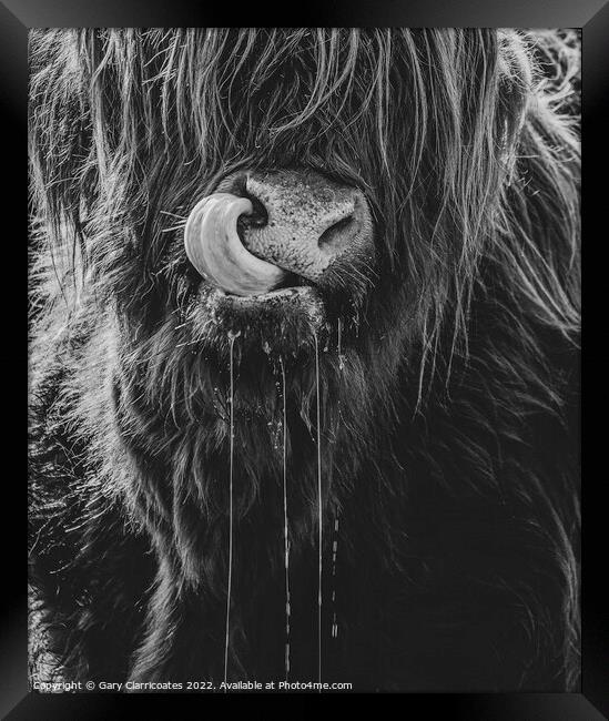 Highland Cow Up Close Framed Print by Gary Clarricoates