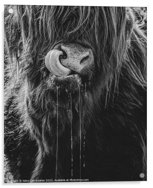 Highland Cow Up Close Acrylic by Gary Clarricoates