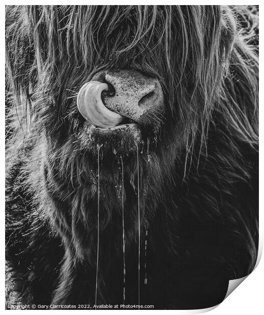 Highland Cow Up Close Print by Gary Clarricoates