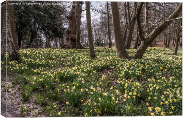 Walking amongst the daffodils Canvas Print by Kevin White