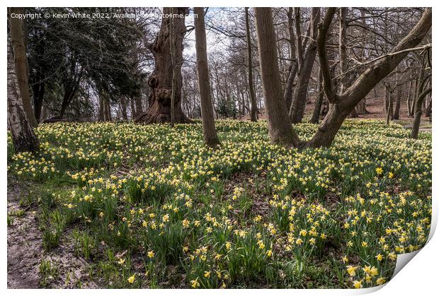 Walking amongst the daffodils Print by Kevin White