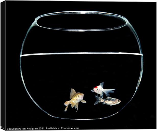 Three fish in a bowl Canvas Print by Ian Pettigrew