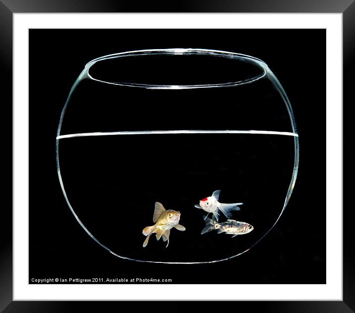 Three fish in a bowl Framed Mounted Print by Ian Pettigrew