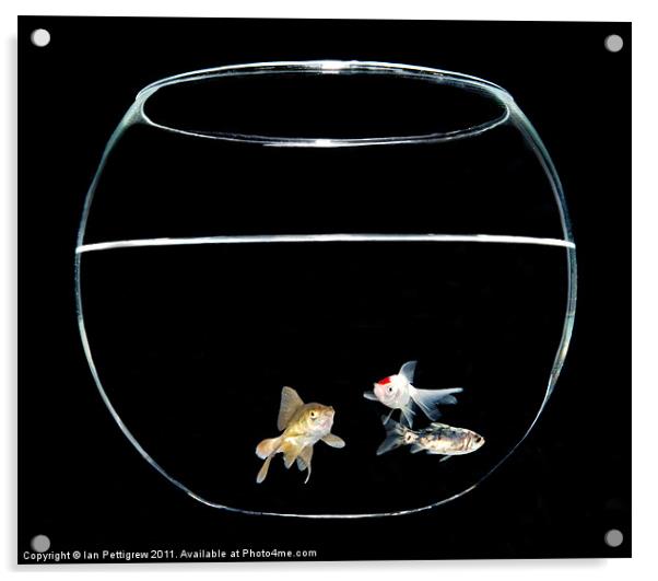 Three fish in a bowl Acrylic by Ian Pettigrew