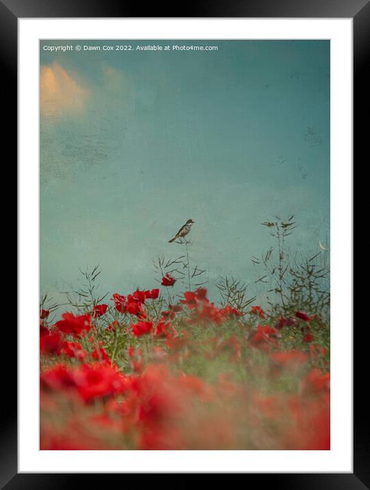 Bird in Poppies  Framed Mounted Print by Dawn Cox