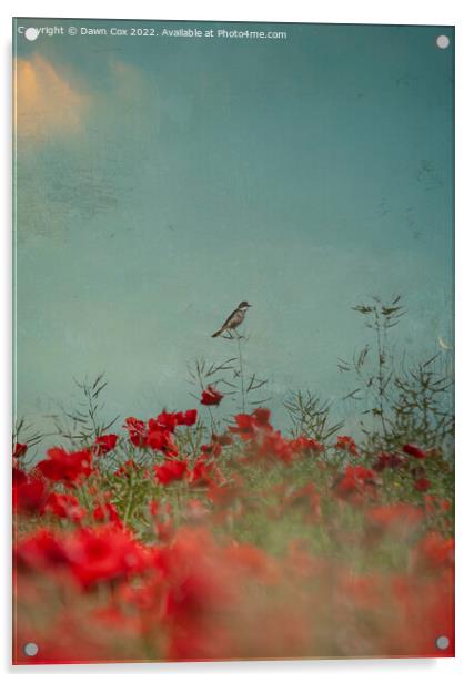  Bird in Poppies  Acrylic by Dawn Cox