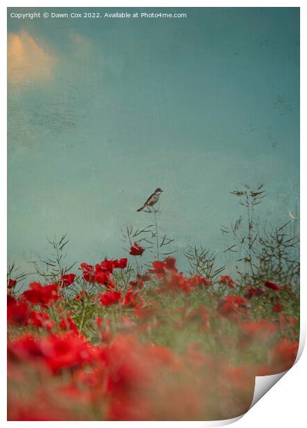  Bird in Poppies  Print by Dawn Cox