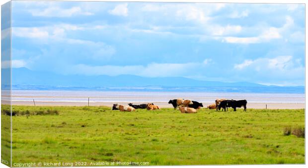 Cattle grazing near the Solway firth Canvas Print by Richard Long