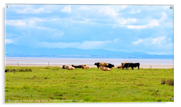 Cattle grazing near the Solway firth Acrylic by Richard Long