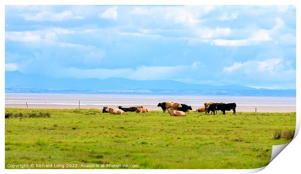 Cattle grazing near the Solway firth Print by Richard Long
