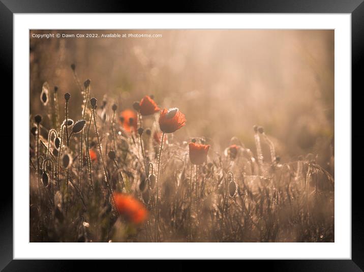 sunrise over poppy field  Framed Mounted Print by Dawn Cox