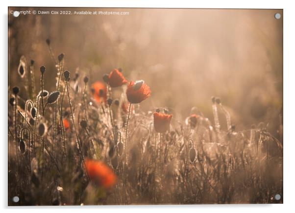sunrise over poppy field  Acrylic by Dawn Cox