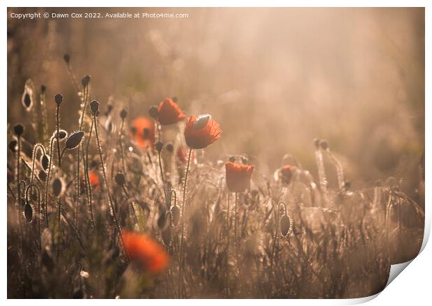 sunrise over poppy field  Print by Dawn Cox