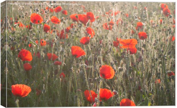 Poppies in  morning sunlight  Canvas Print by Dawn Cox