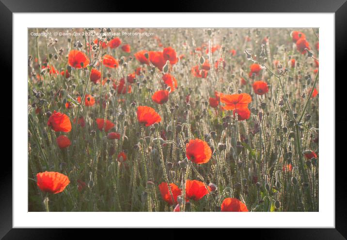 Poppies in  morning sunlight  Framed Mounted Print by Dawn Cox