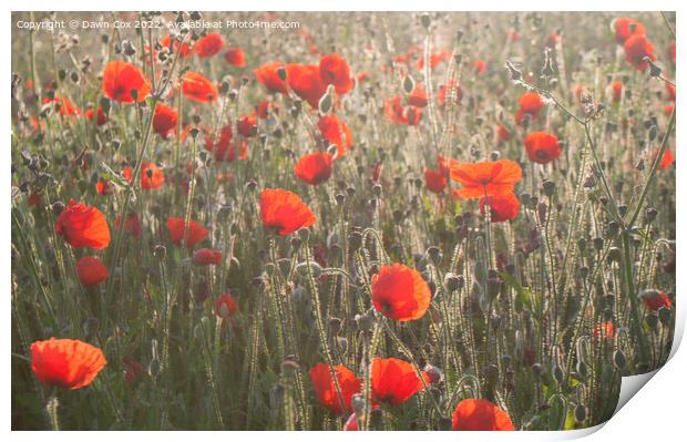 Poppies in  morning sunlight  Print by Dawn Cox