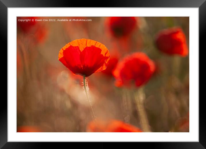 Vibrant Poppy Framed Mounted Print by Dawn Cox